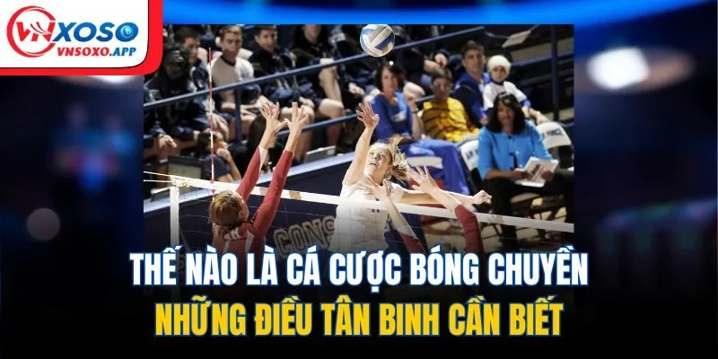 Thế nào là cá cược bóng chuyền, những điều tân binh cần biết